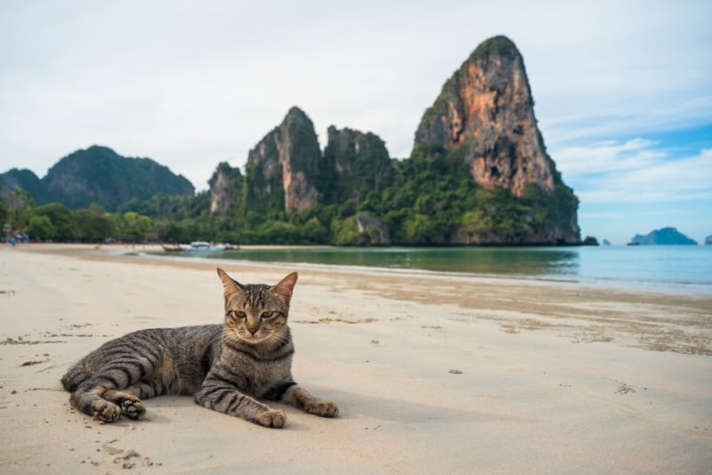 cat on the beach