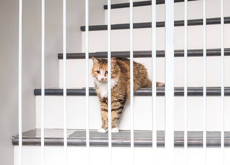 cat on the stairs behind the pet gate