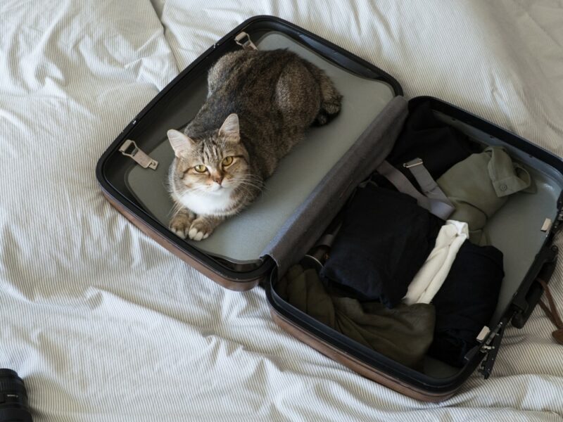 Cat on travel luggage