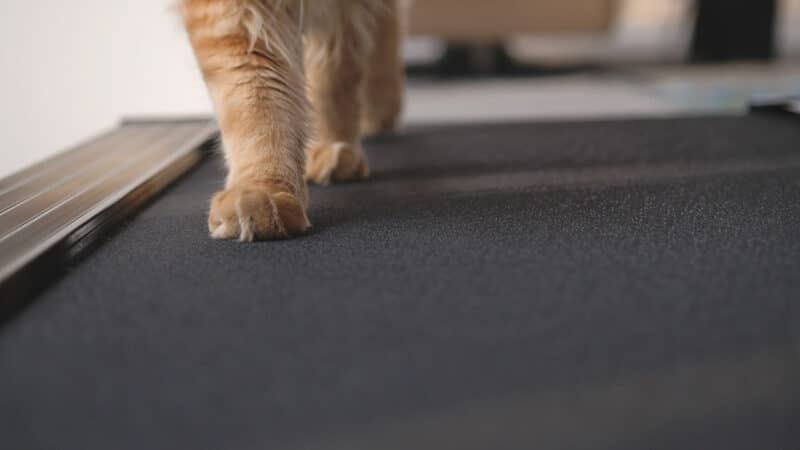 cat on treadmill