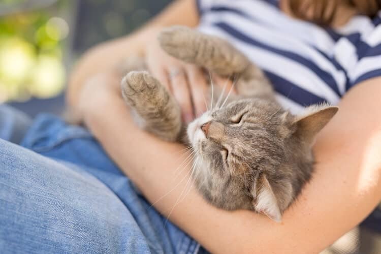 cat on womans lap