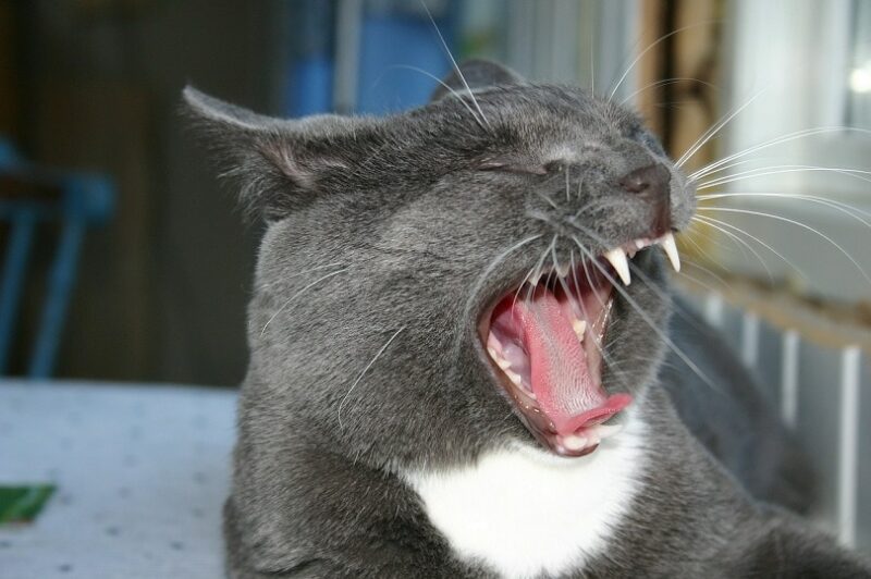 cat open mouth-pixabay