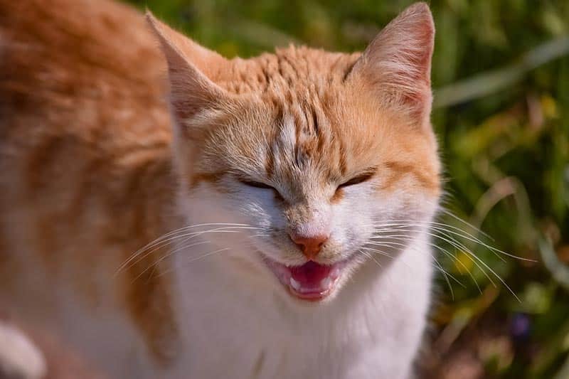 cat opening its mouth