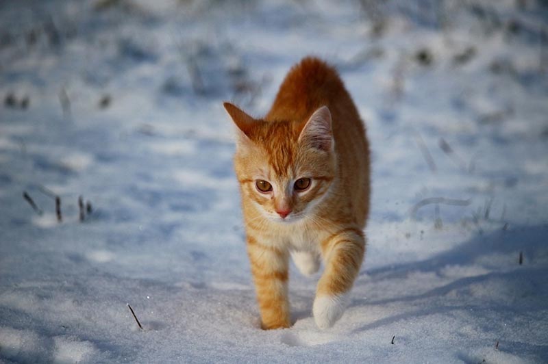 cat-outside-snow