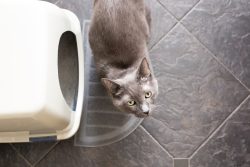 Is Your Cat Constipated? 12 Simple Remedies Vets Recommend Trying at