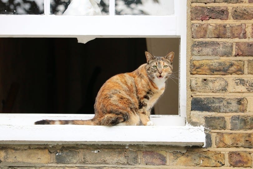 cat outside the window