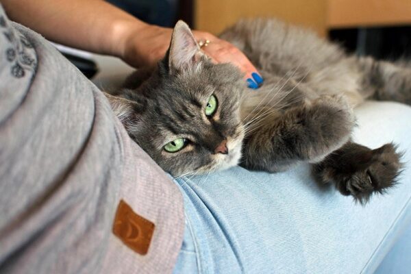 cat owner