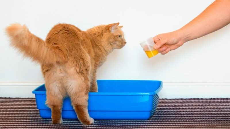 cat owner collecting urine sample from her pet cat