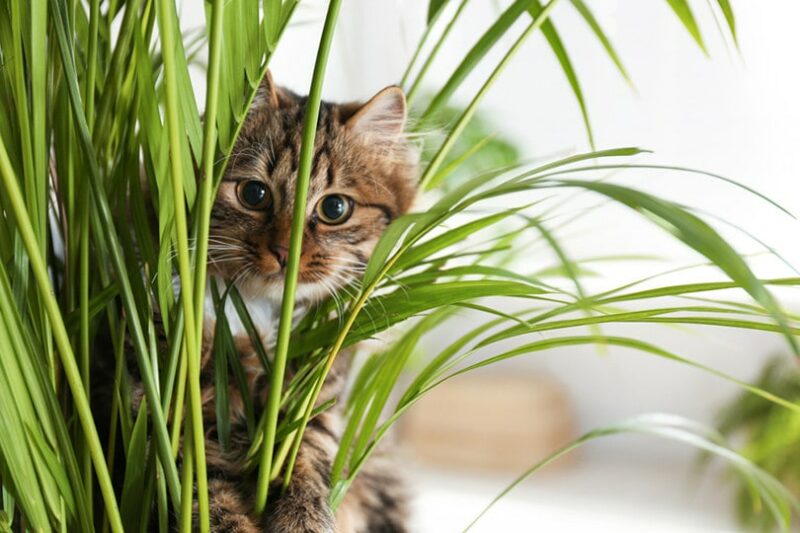 cat palm plant