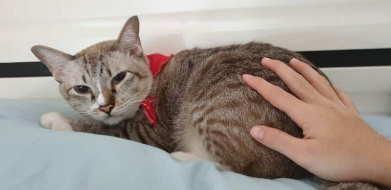 cat wearing fabric collar looking camera and lying on the pillow when owner hand patting back