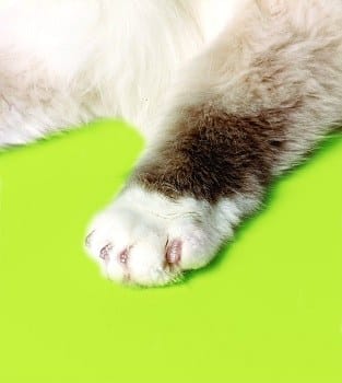 cat paw