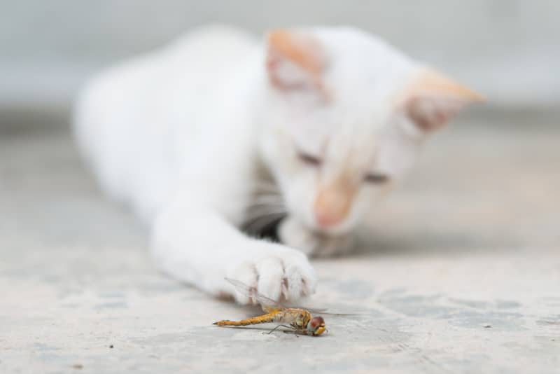 cat paw on a bug