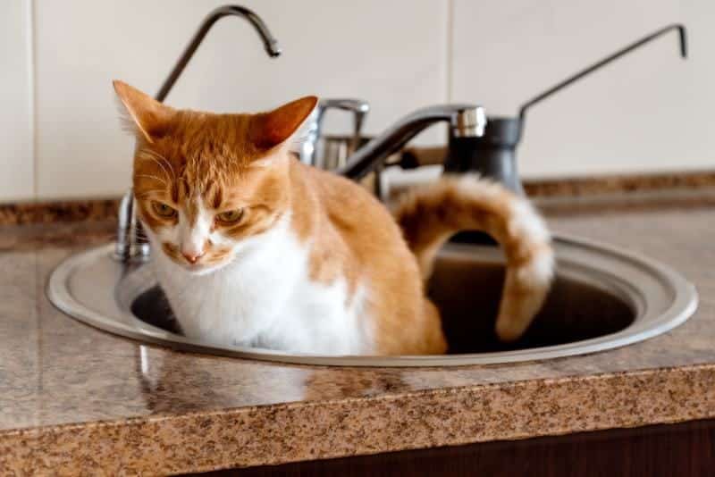 cat peeing into the kitchen sink