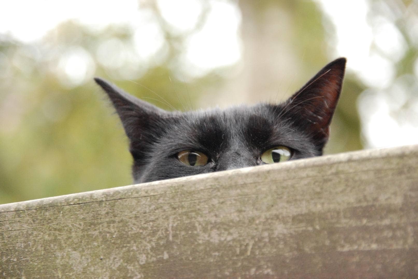 cat peeping