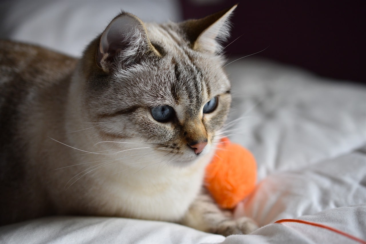 cat playing alone