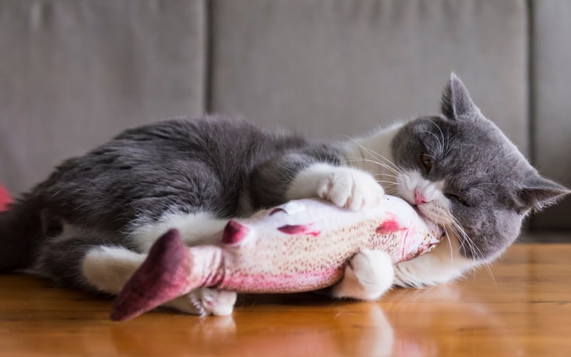 cat playing catnip toy