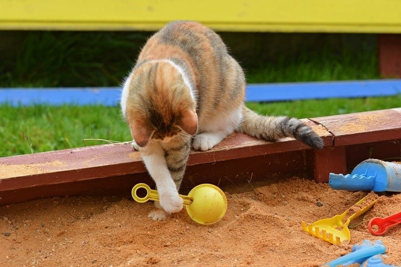 cat playing in the sandbox