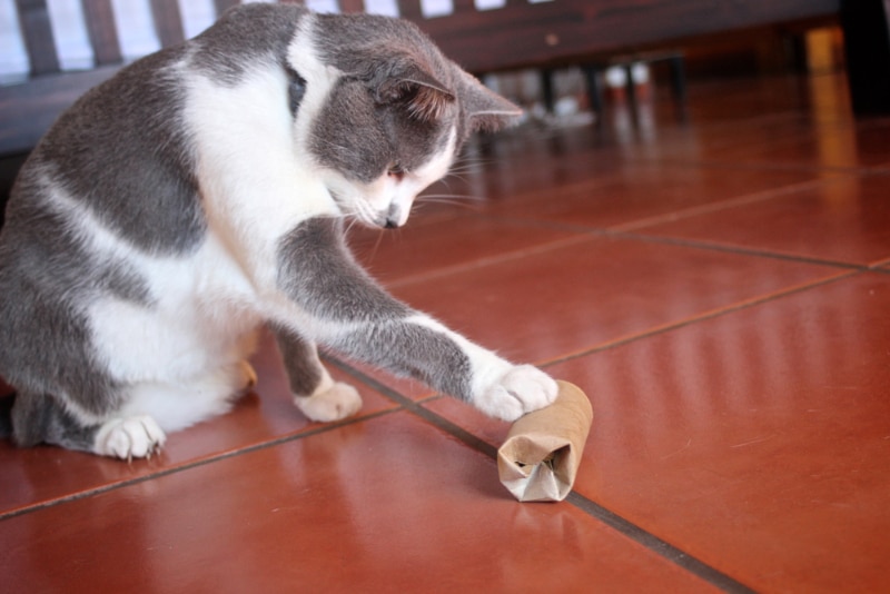 cat playing on the paper roll with treats