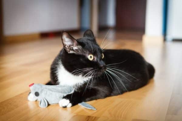 cat playing toy on the floor