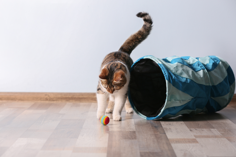 cat playing with a ball and a tunnel at home