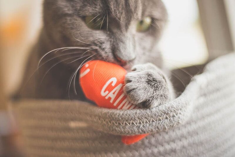 cat playing with catnip toy