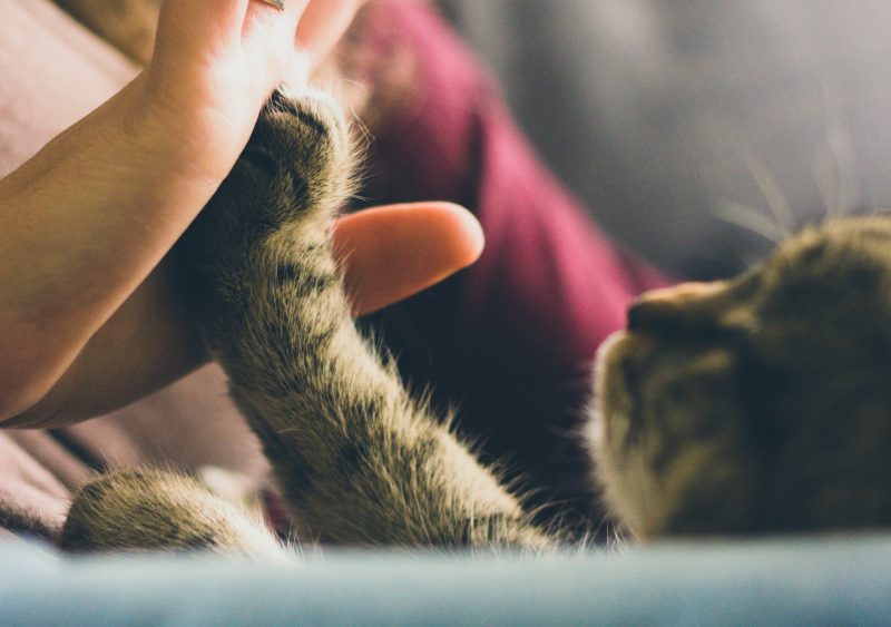 cat playing with its owner