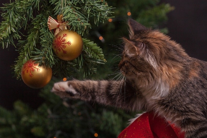cat playing with ornaments on christmas tree