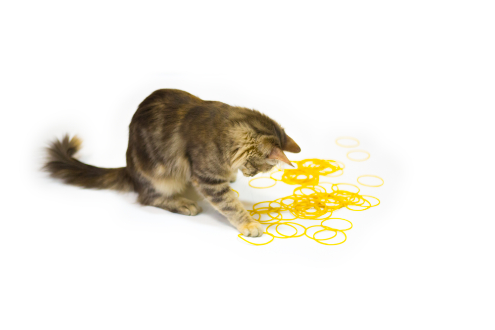 cat playing with rubber bands