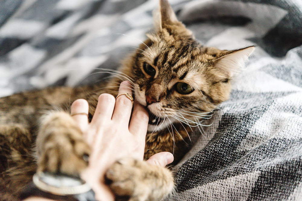 cat playing with woman hand and biting