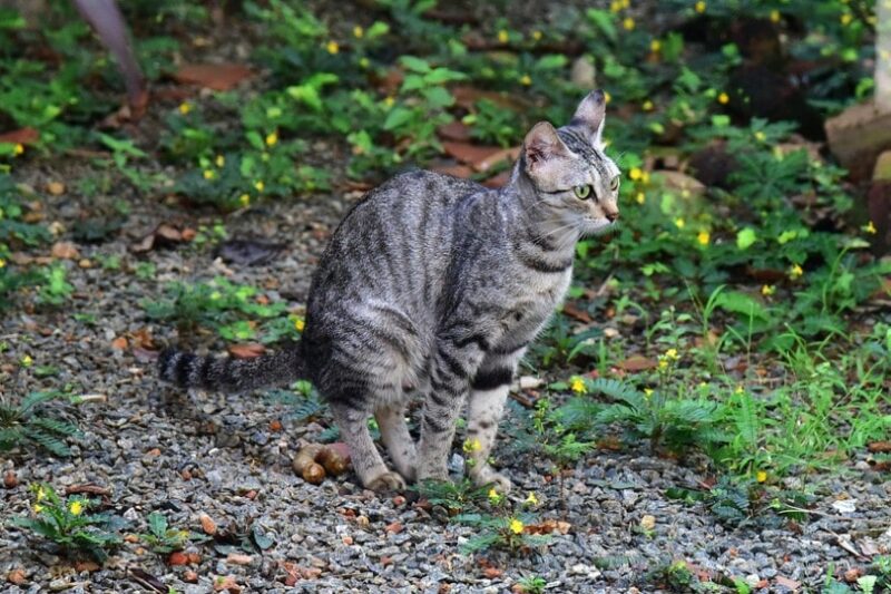 Will Cat Kill My Plants Risks