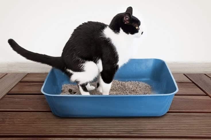 cat pooping in the litter