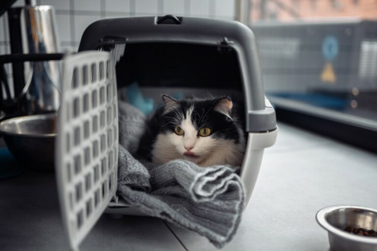Am I Bad if I Can't Get My Cat Into Her Carrier? Our Vet Explains Catster