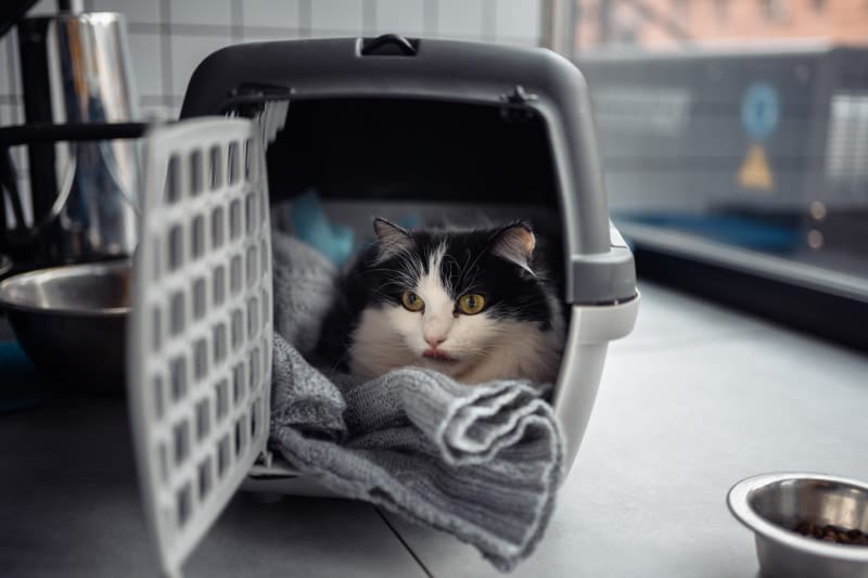 cat relaxed in carrier box
