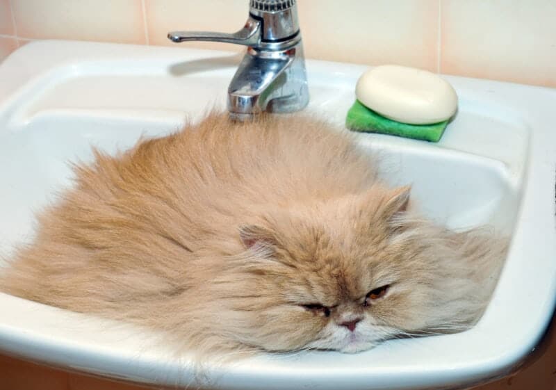cat resting in the bathroom sink