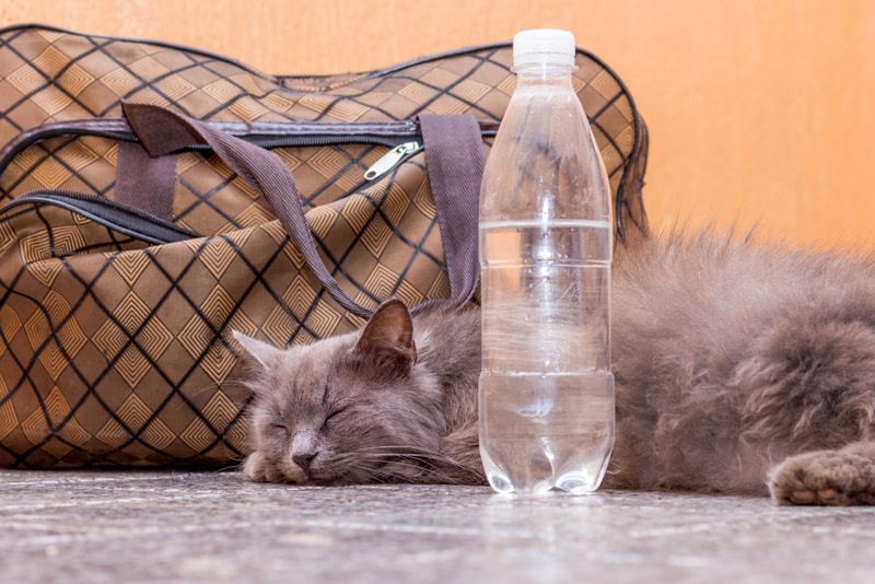 cat resting near bottled water