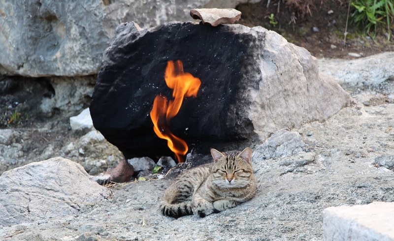 cat resting near fire