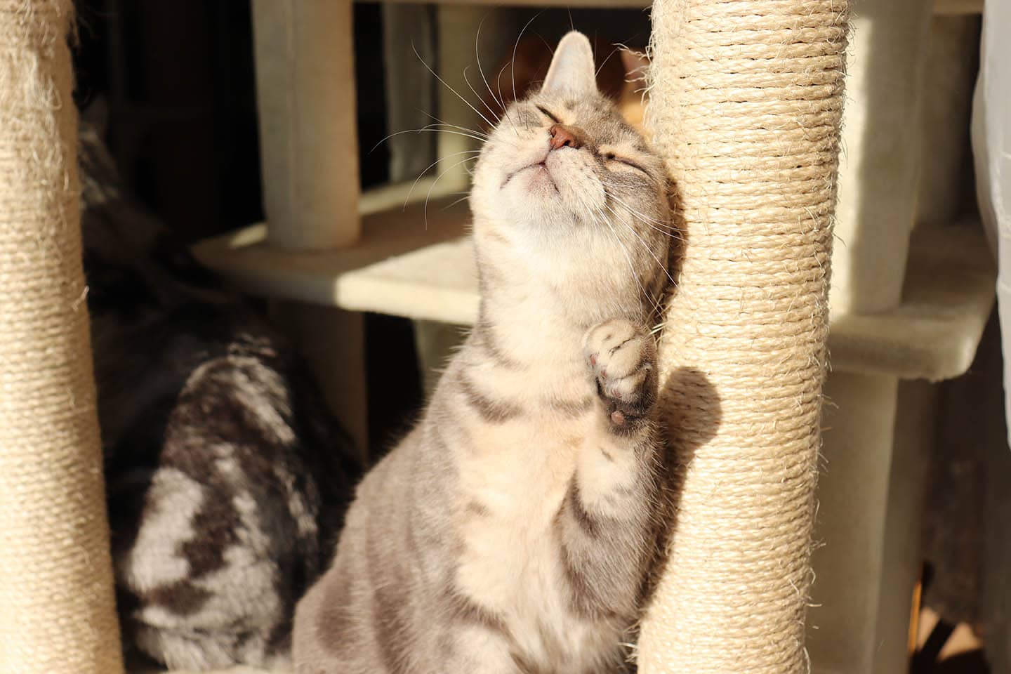 cat rubbing itself on cat tree