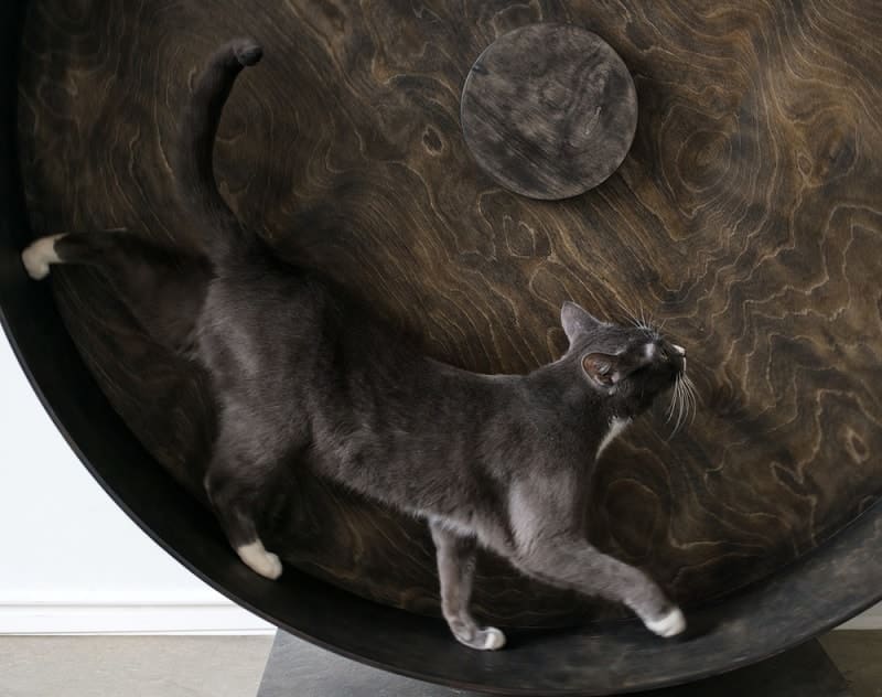 cat running on exercise wheel_Shutterstock_Dmitri Ma