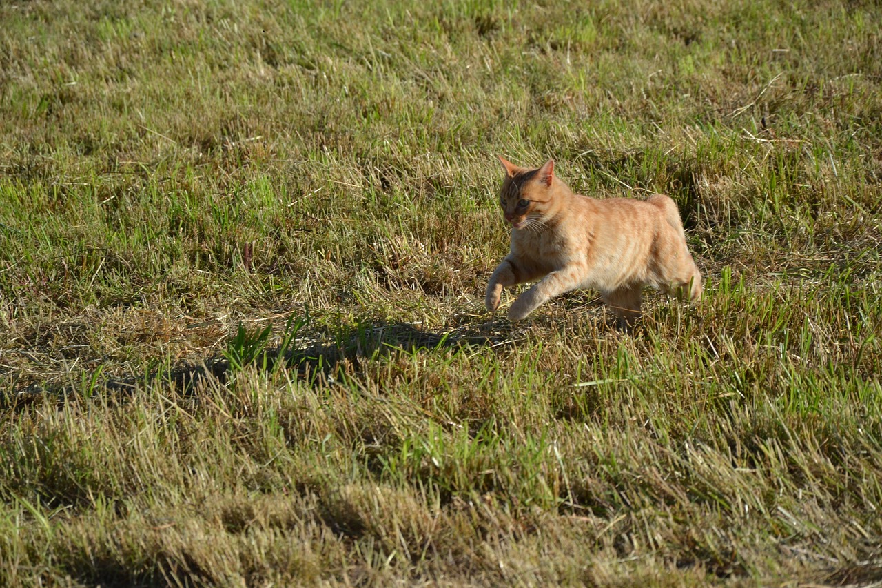 cat running