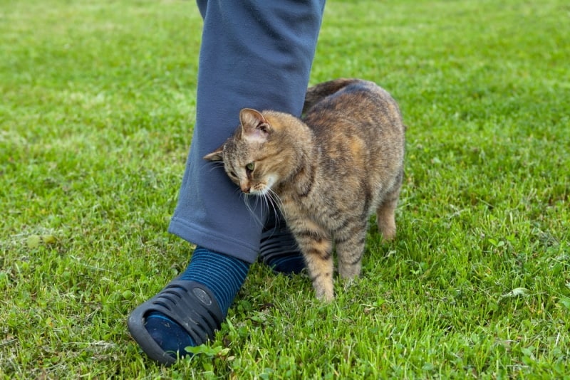 cat ruubing head on his owner's leg