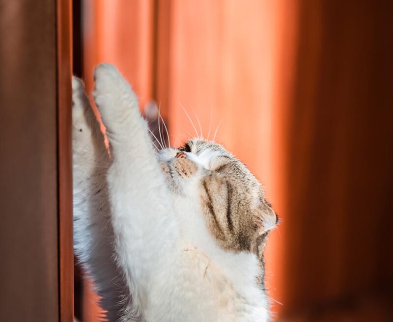 cat scratching the door