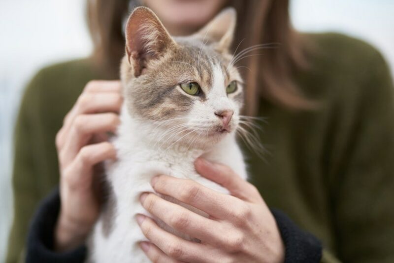 cat showing ownership