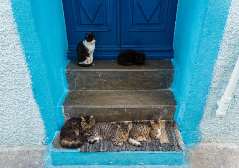 cat sitting and lying by the door in a traditional village in Greece