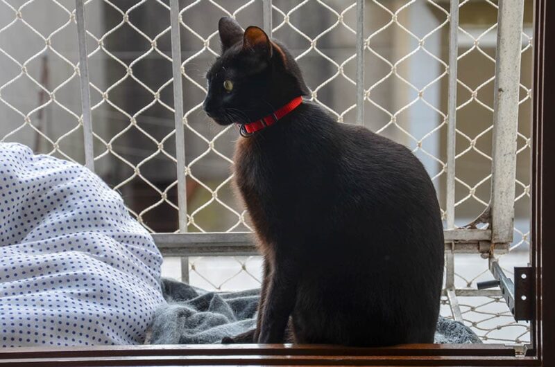 cat sitting by the fenced window