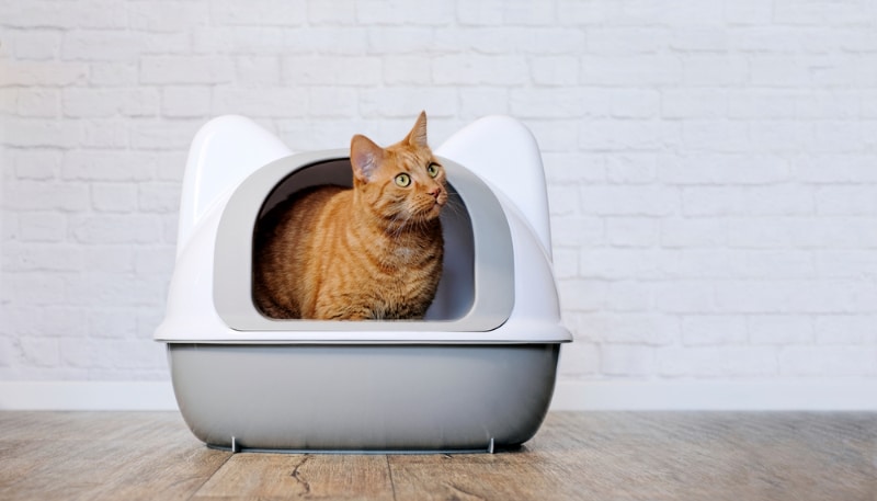 cat sitting in a litter box and looking sideways