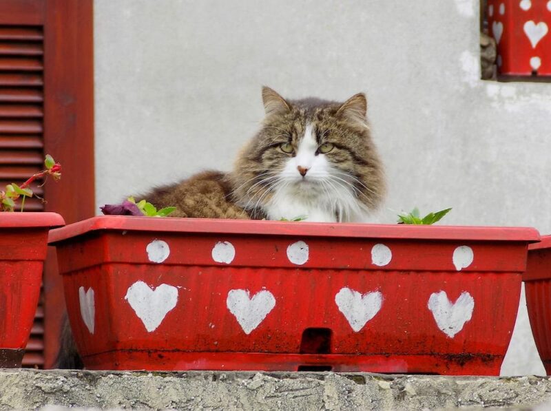cat sitting in a red box