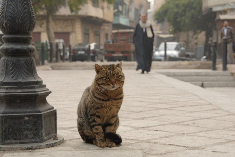cat sitting in street of Cairo Egypt