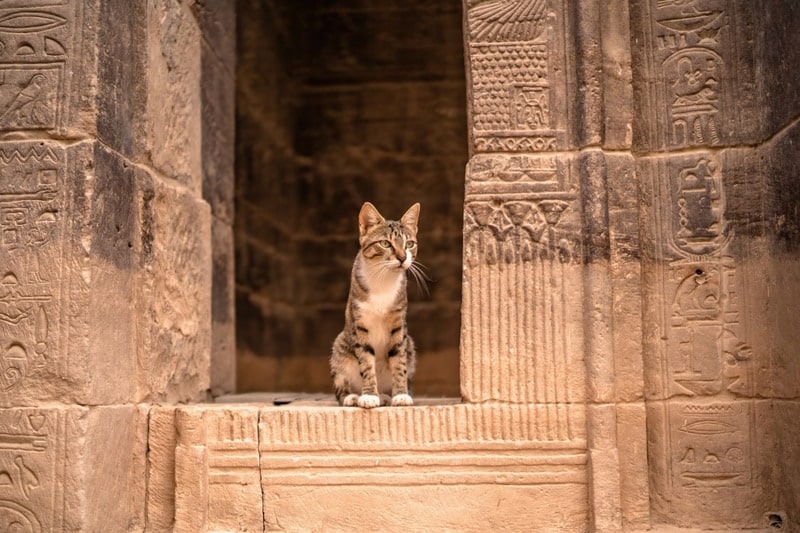 cat sitting in temple