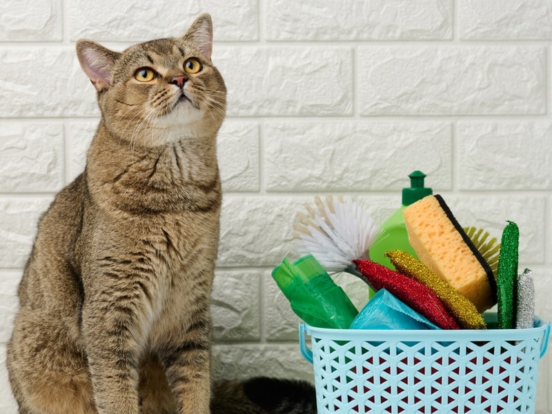 cat sitting near basket of cleaning products