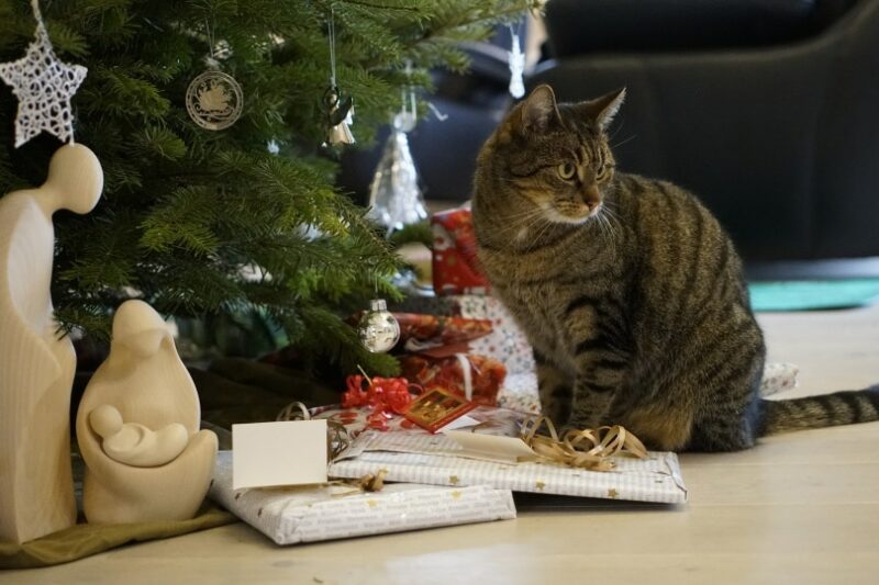 cat sitting near christmas tree
